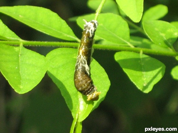 ugliest stage of a butterfly